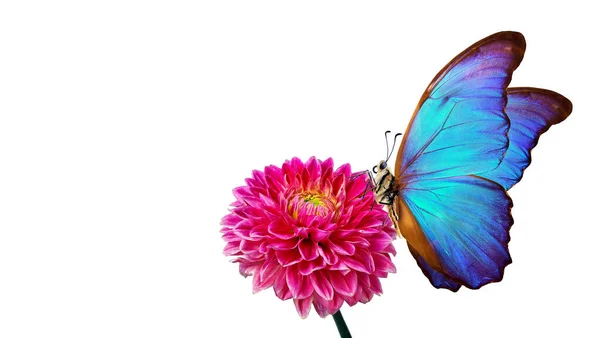 Φωτεινό Μπλε Πεταλούδα Morpho Κόκκινο Λουλούδι Dahlia Απομονώνονται Λευκό — Φωτογραφία Αρχείου
