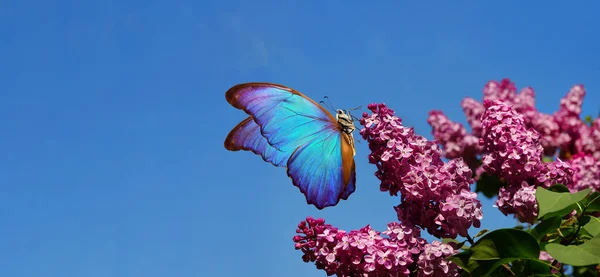 紫色紫丁香和五彩斑斓的形态在蓝天的映衬下飘扬 五彩斑斓的蓝色蝴蝶飞过紫色的紫丁香花 明亮的春光背景 复制空间 — 图库照片