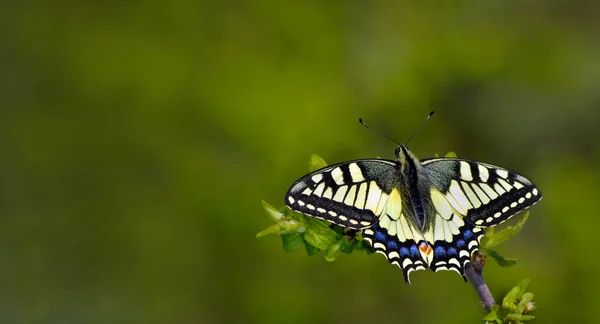 Colorful Swallowtail Butterfly Green Meadow Copy Space — Stock Photo, Image