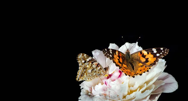 나비들 오렌지색 나비들은 고립되어 있습니다 — 스톡 사진
