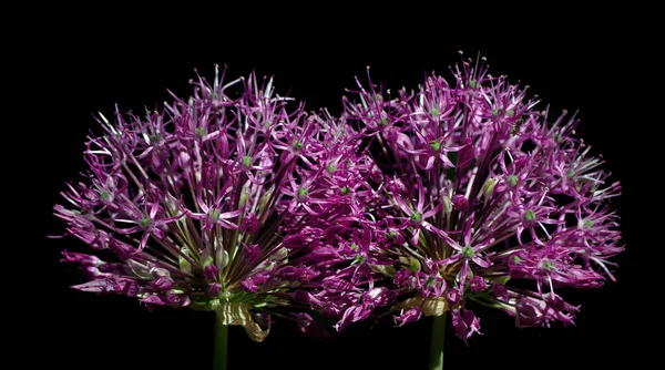 Leuchtend Violette Blüten Isoliert Auf Schwarz Bunte Lila Zwiebelblumen Aus — Stockfoto