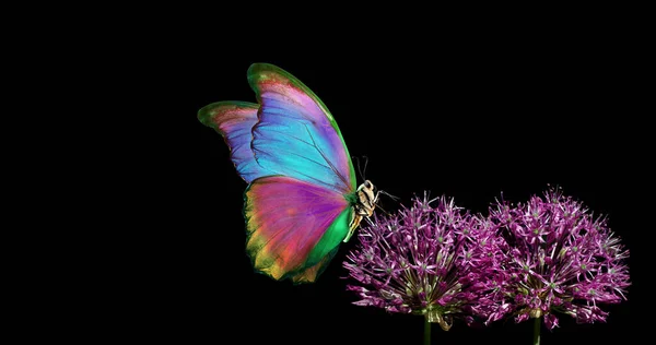 Bunter Schmetterling Auf Blumen Heller Morpho Schmetterling Auf Lila Blüten — Stockfoto