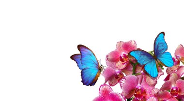 Tropikal doğa. Parlak mavi tropikal morpho kelebeği beyaz üzerine izole edilmiş renkli orkide çiçekleri üzerinde. Orkide çiçekleri yakın plan. Güzel renkli orkideler.