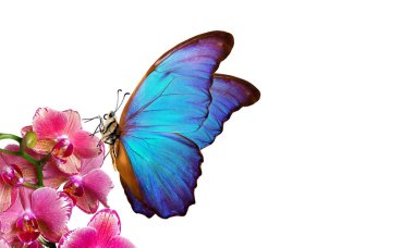 Tropikal doğa. Parlak mavi tropikal morpho kelebeği beyaz üzerine izole edilmiş renkli orkide çiçekleri üzerinde. Orkide çiçekleri yakın plan. Güzel renkli orkideler.