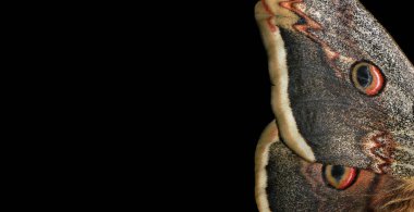                    Büyük tavus kuşu güvesi. Siyah üzerine kelebek kanatları. Saturnia pirisi. Kelebek kanatları dokusu                       