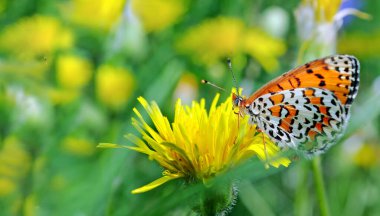 Çiçekli kelebek. Çiçek açan karahindibaların üzerinde parlak kırmızı kelebek
