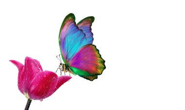 Beyaz arka planda bir çiçeğin üzerindeki güzel renkli morpho kelebeği. Su damlalarındaki lale çiçeği beyaza izole edilmiş. Lale goncası ve kelebek.