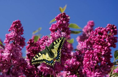 Mavi gökyüzüne karşı mor leylak ve kelebek. Mor bir leylak çalısı üzerinde uçan renkli kırlangıç kelebeği. parlak bahar arkaplanı