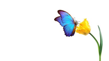 Beyaz arka planda bir çiçeğin üzerindeki güzel renkli morpho kelebeği. Su damlalarındaki lale çiçeği beyaza izole edilmiş. Lale goncası ve kelebek.