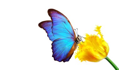 Beyaz arka planda bir çiçeğin üzerindeki güzel renkli morpho kelebeği. Su damlalarındaki lale çiçeği beyaza izole edilmiş. Lale goncası ve kelebek.