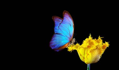 Siyah arka planda bir çiçeğin üzerindeki güzel renkli morpho kelebeği. Sudaki lale çiçeği, siyah üzerine izole edilmiş. Lale goncası ve kelebek.