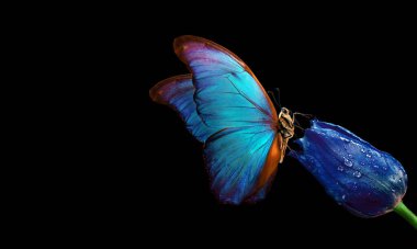 Sudaki mavi lale üzerindeki parlak mavi tropikal morpho kelebeği siyah üzerine izole edilmiş. Lale goncası ve kelebek. Boşlukları kopyala.