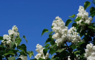 Mavi bir arka planda çiçek açan beyaz leylak dalları. Renkli bahar arkaplanı