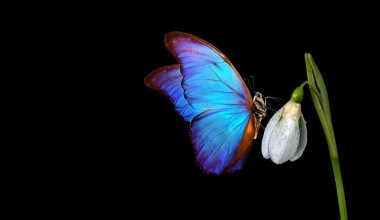 Parlak mavi tropikal morpho kelebeği beyaz bir kar damlası çiçeğinin üzerinde. Bahar kavramı