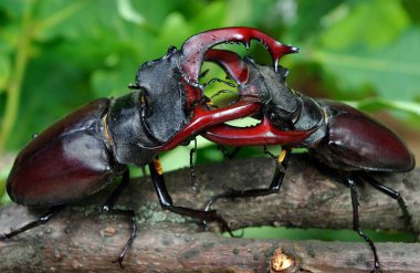 Geyik böcekleri. İki erkeğin düellosu. Kapat. Seçici odak