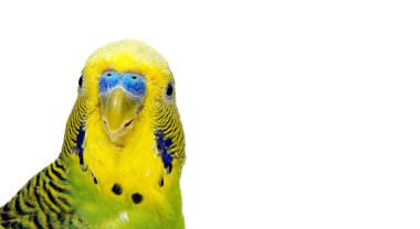 Beyaz arka planda izole muhabbet kuşları. Dalgalı papağan yaklaş.