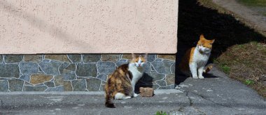 Kedi ve kedi sokakta. bahçe kedileri