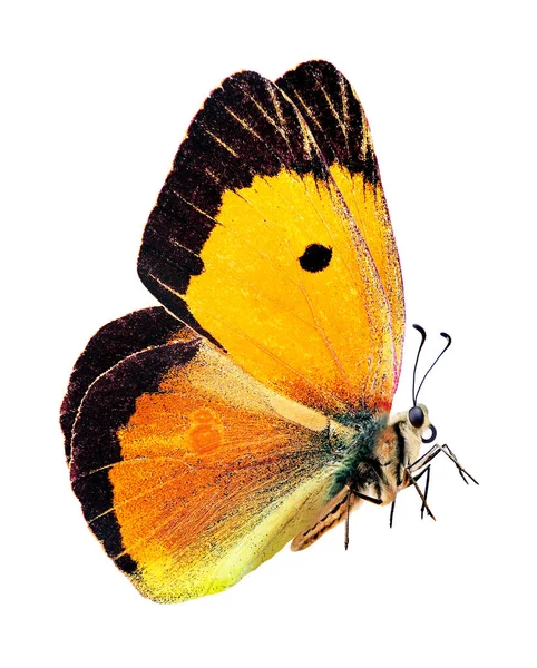 Helle Bunte Schmetterling Isoliert Auf Weiß Fliegender Oranger Schmetterling — Stockfoto