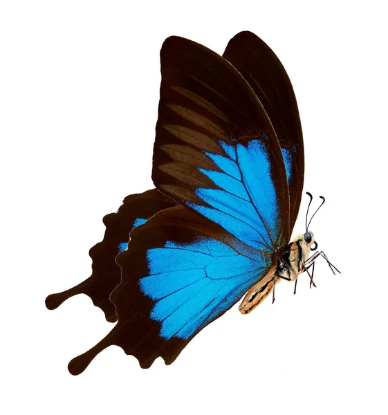 Helle Bunte Tropische Schmetterling Isoliert Auf Weiß — Stockfoto