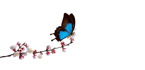 Colorido Azul Mariposa Una Rama Albaricoques Florecientes Aislados Blanco Flores — Foto de Stock