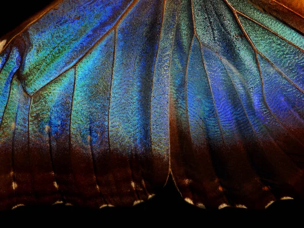 蝴蝶翅膀的形态质感背景 Morpho蝴蝶 — 图库照片