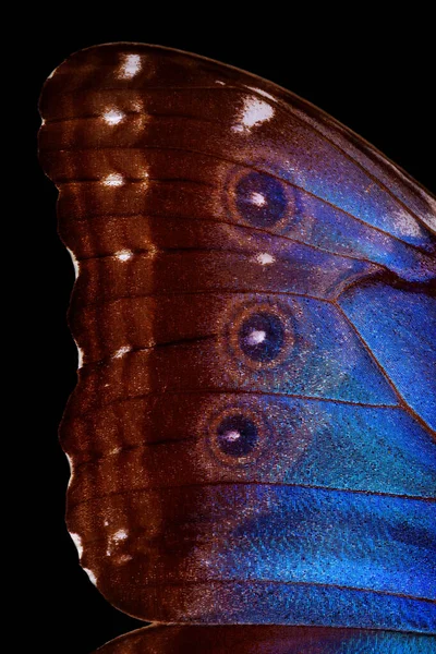 Szárnyak Egy Pillangó Morpho Textúra Háttér Morfiumpillangó — Stock Fotó