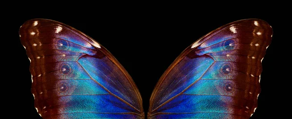 蝶の羽モリモロの質感の背景 モルフォ蝶 — ストック写真