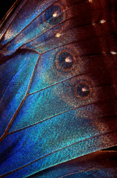 Szárnyak Egy Pillangó Morpho Textúra Háttér Morfiumpillangó — Stock Fotó