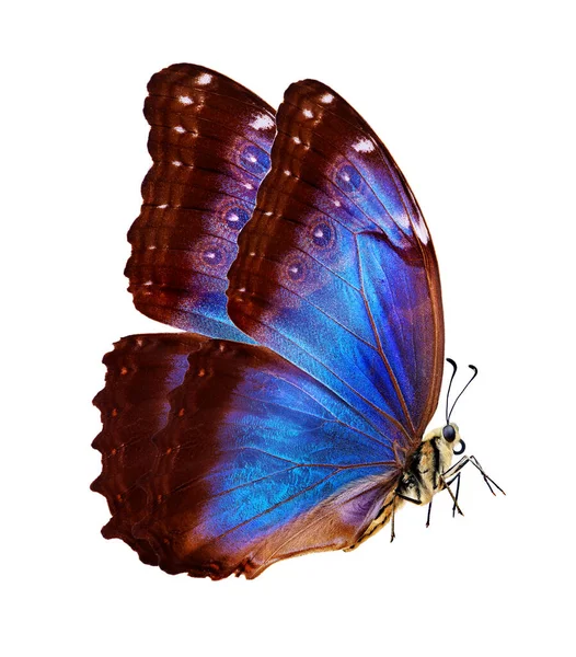 Morpho Tropical Colorido Brilhante Borboleta Isolada Branco — Fotografia de Stock