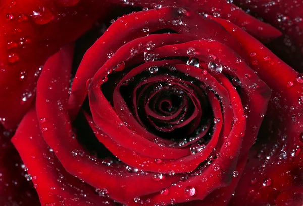 Hermosa Rosa Roja Agua Gotas Textura Fondo Cerca —  Fotos de Stock