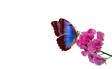 Tropikal doğa. Parlak mavi tropikal morpho kelebeği beyaz üzerine izole edilmiş renkli orkide çiçekleri üzerinde. Orkide çiçekleri yakın plan. Güzel renkli orkideler. tropikal çiçekler