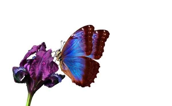 Morpho Colorido Brilhante Borboleta Uma Flor Íris Roxo Isolado Branco — Fotografia de Stock