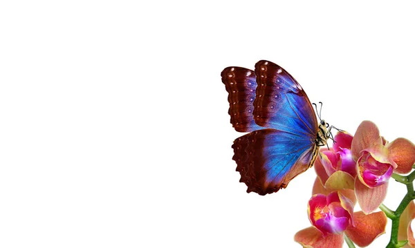 Tropikal Doğa Parlak Mavi Tropikal Morpho Kelebeği Beyaz Üzerine Izole — Stok fotoğraf