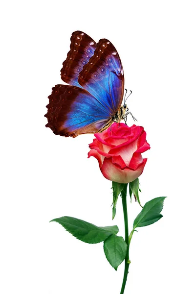 Яскраво Синій Тропічний Морфо Метелик Червоній Троянді Ізольований Білому Копіювання — стокове фото