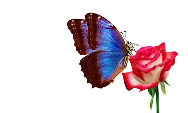 Ярко Голубая Тропическая Морфо Бабочка Красной Розе Изолирована Белом Копировальное — стоковое фото