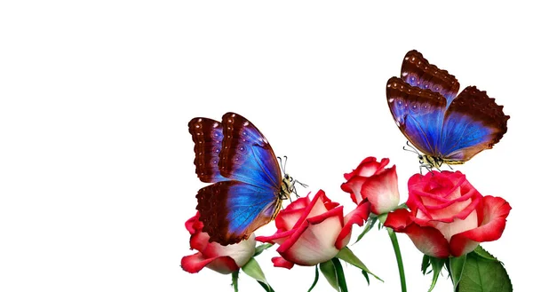 Яскраво Синій Тропічний Морфо Метелик Червоній Троянді Ізольований Білому Копіювання — стокове фото