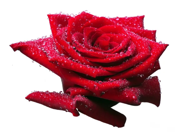 Red Rose Bud Water Drops Isolated White Stock Image