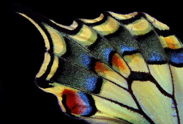 Natural Abstract Pattern Wings Swallowtail Butterfly Closeup Wings Butterfly Texture — Stock Photo, Image