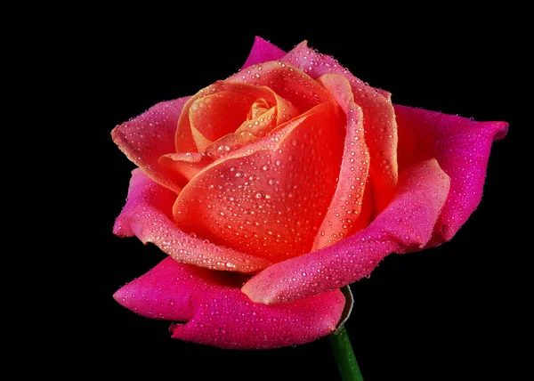 Beautiful Colorful Rose Water Drops Isolated Black — Foto de Stock