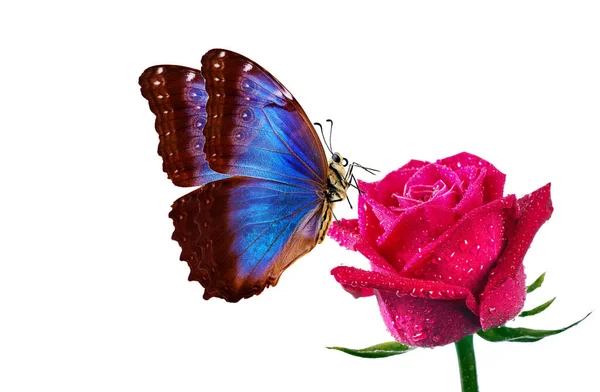 Ярко Голубая Тропическая Морфо Бабочка Красной Розе Капли Воды Изолированы — стоковое фото