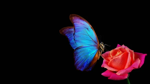 Leuchtend Blauer Tropischer Morpho Schmetterling Auf Roter Rose Wassertropfen Isoliert — Stockfoto
