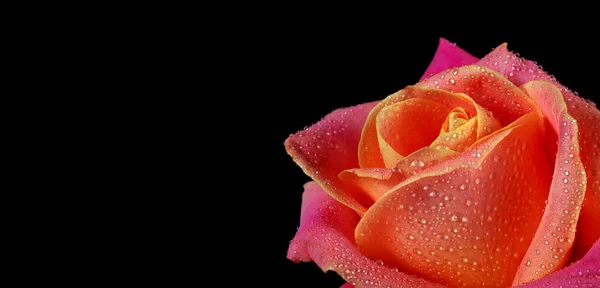 Belle Rose Colorée Dans Des Gouttes Eau Isolées Sur Noir — Photo