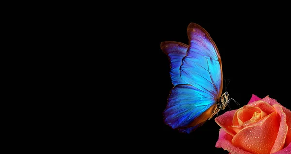 Leuchtend Blauer Tropischer Morpho Schmetterling Auf Roter Rose Wassertropfen Isoliert — Stockfoto