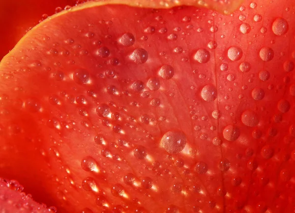 rose petal in drops of water texture background. selective focus