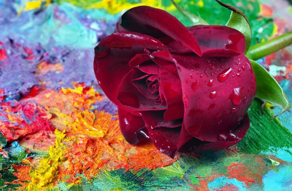 Hermosa Rosa Roja Paleta Del Artista —  Fotos de Stock