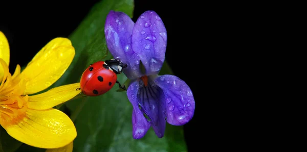 Marienkäfer Auf Blüten Wassertropfen Marienkäfer Und Frühlingsblumen — Stockfoto