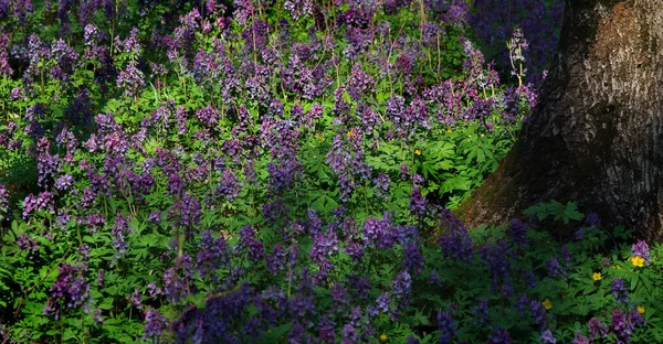 Fleurs Printanières Dans Forêt Corydalis Fleurs Dans Une Prairie Printemps — Photo