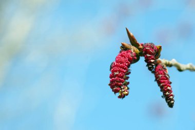 Kavak çiçeği. Dalda çiçek açan küpeler. bahar arkaplanı