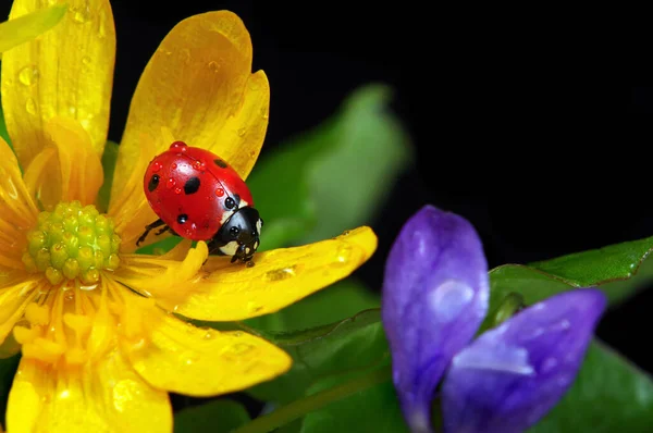 Marienkäfer Auf Blüten Wassertropfen Marienkäfer Und Frühlingsblumen — Stockfoto
