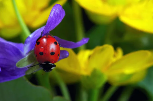 Marienkäfer Auf Blüten Wassertropfen Marienkäfer Und Frühlingsblumen — Stockfoto